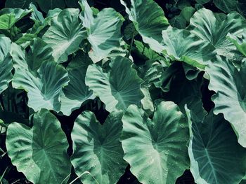 Full frame shot of green leaves