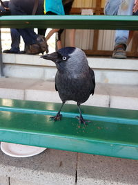 Close-up of bird perching on railing