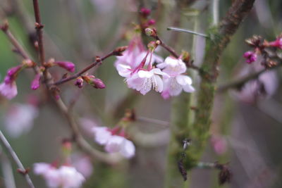 Close-up of pink cherry blossoms in spring