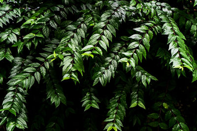 Full frame shot of fresh green leaves