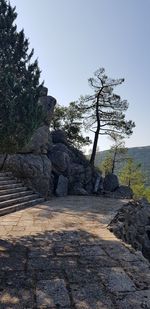 Rock formation amidst trees against clear sky