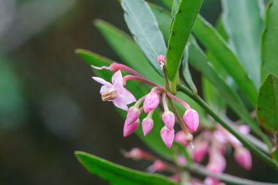 Close-up of pink flowering plant