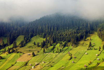 High angle view of trees on field against sky