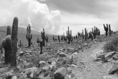 Cactuses growing at desert against sky
