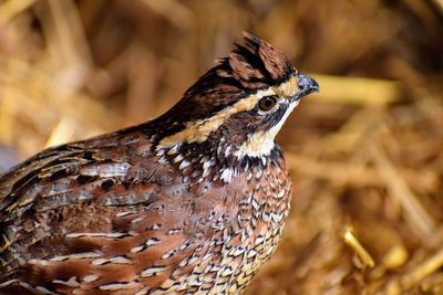 Bobwhite quail