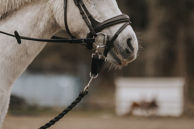 Horse nozzle with harness