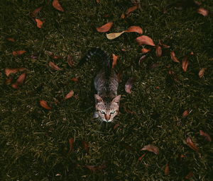 High angle view of tabby on grassy field