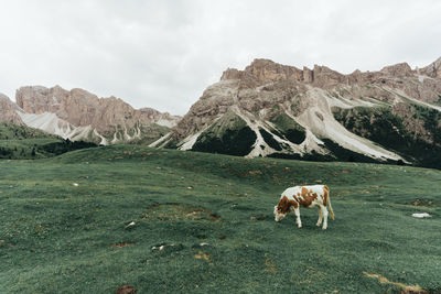 View of a horse on field