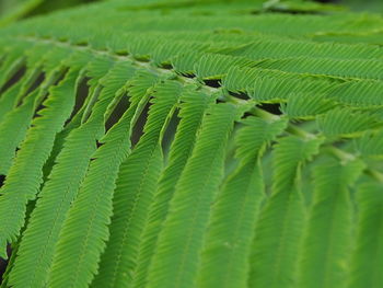 Close-up of green leaves