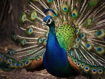 Close-up of peacock