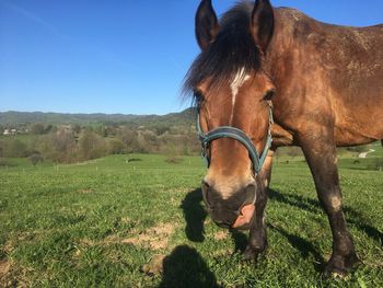 Horse in a field