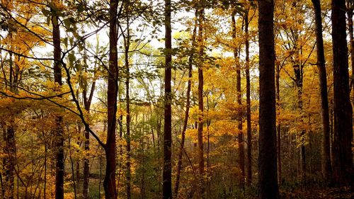 Trees in forest during autumn