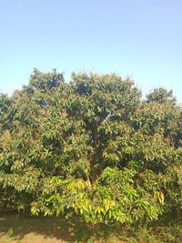 Tree against clear sky