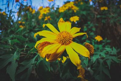 Close-up of yellow flowering plant