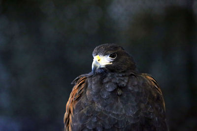 Close-up portrait of eagle against blurred background