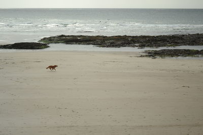 Dog on beach against sky