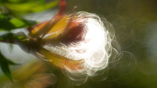 Close-up of water drops on plant