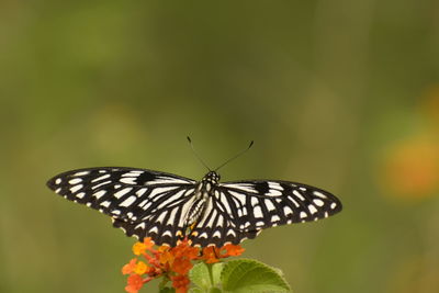 Close-up of butterfly pollinating on flower