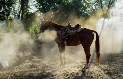 Horse standing in a field