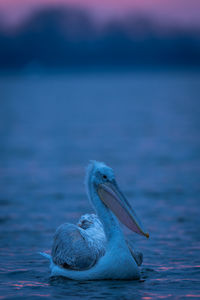 Close-up of pelican on lake