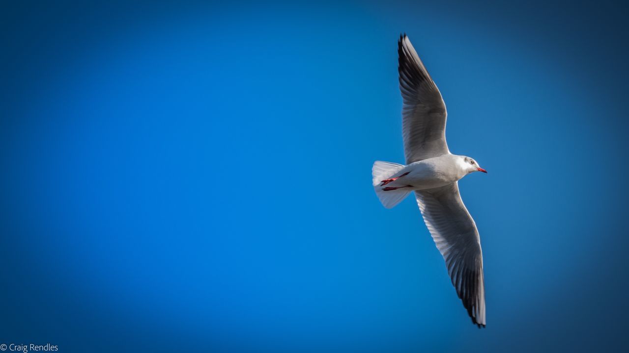 LOW ANGLE VIEW OF EAGLE FLYING AGAINST CLEAR SKY