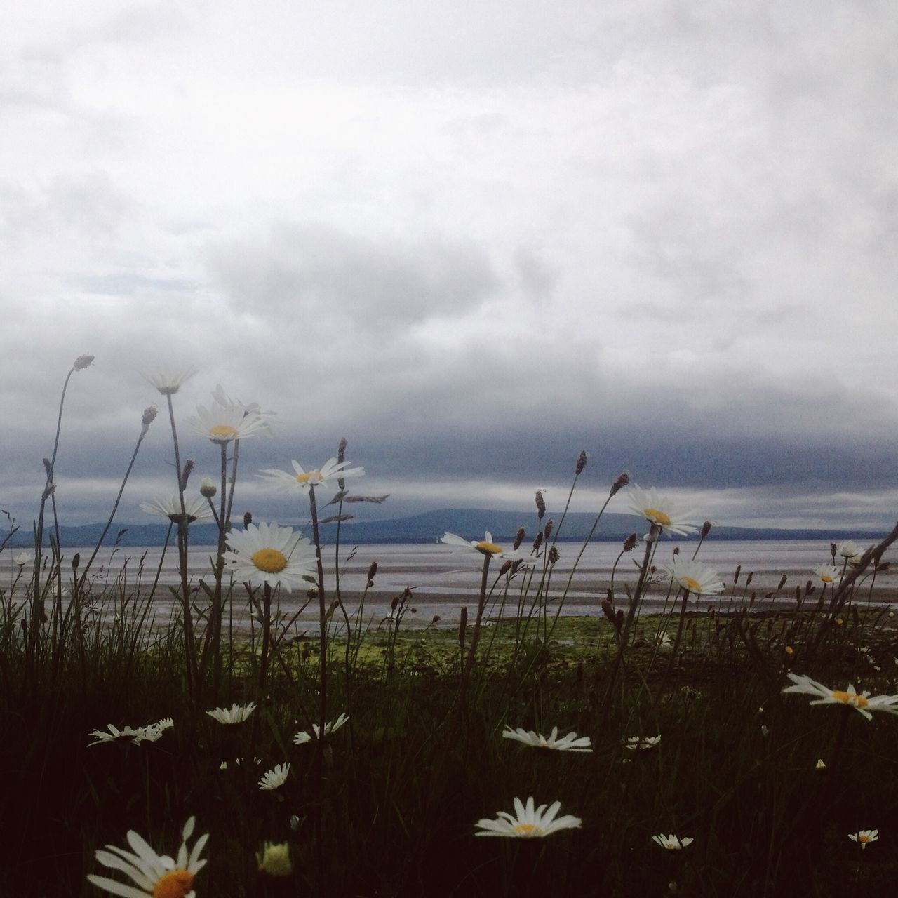 water, sea, sky, horizon over water, plant, tranquil scene, beauty in nature, tranquility, nature, cloud - sky, scenics, beach, cloudy, growth, flower, shore, cloud, grass, idyllic, outdoors