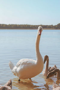 Side view of a swan in lake