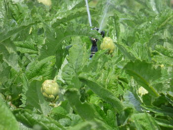 Close-up of insect on leaf