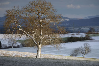 Bare trees on snow covered landscape