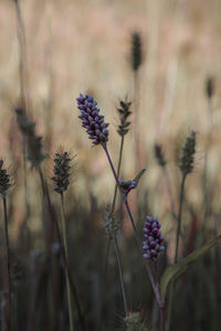 Close-up of purple flowering plant on field