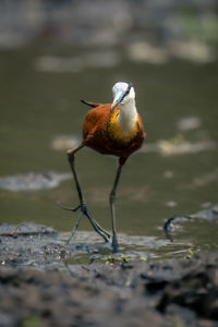 Close-up of bird perching on rock