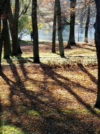 Trees in forest during autumn