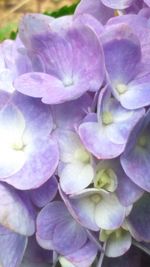Close-up of purple flowers blooming outdoors