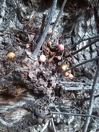 Close-up of tree trunk in forest