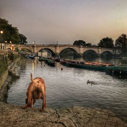 Dog on bridge over river against clear sky