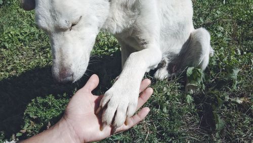 High angle view of hand holding dog