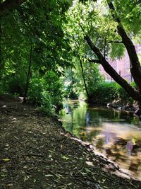 Scenic view of lake in forest