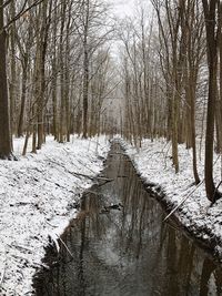 Snow covered bare trees in forest