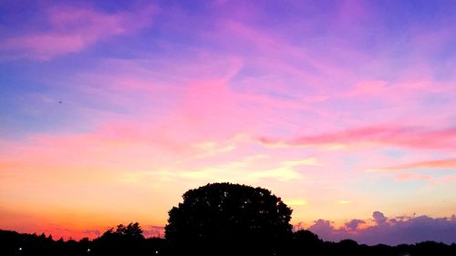 Silhouette of trees at sunset