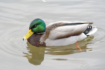 Duck swimming in lake