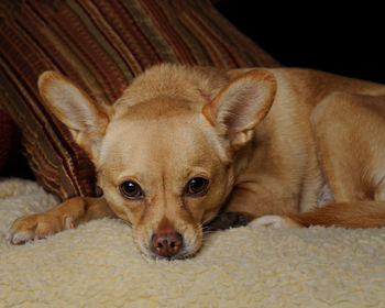 Close-up portrait of dog relaxing at home