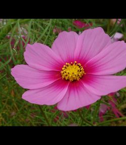 Close-up of pink flower