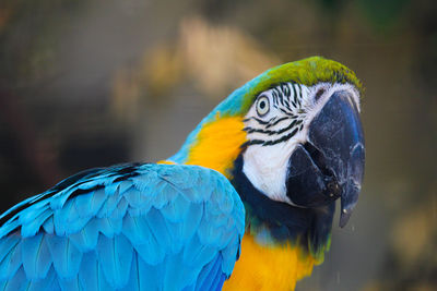 Close-up of blue parrot perching on branch