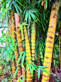 High angle view of bamboo plants