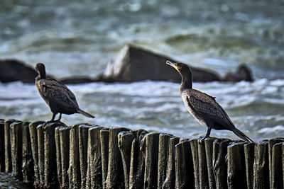 Birds perching on wooden post