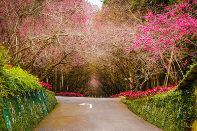 Empty road amidst plants and trees in park