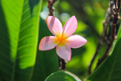 Close-up of pink flowering plant