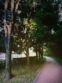 Road passing through forest