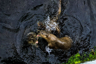 High angle view of ducks in lake