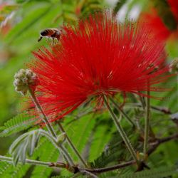 Close-up of insect on plant